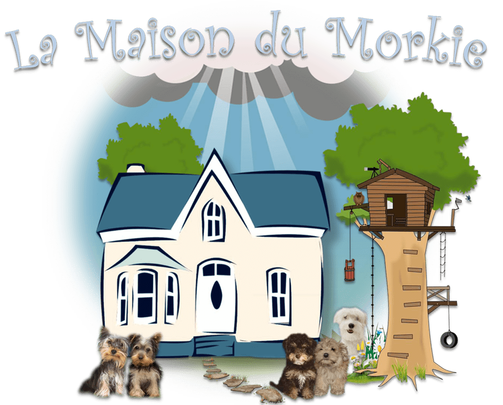 la maison-du-morkie elevage chien bg10-min