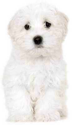 la maison du morkie elevage chien bichon maltais accueil 1-min