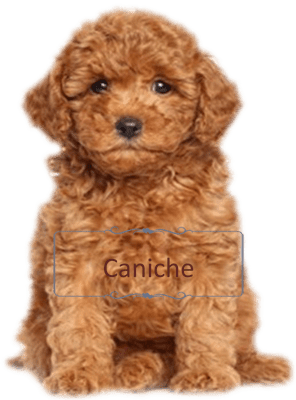 la maison du morkie elevage chien caniche accueil 2-min