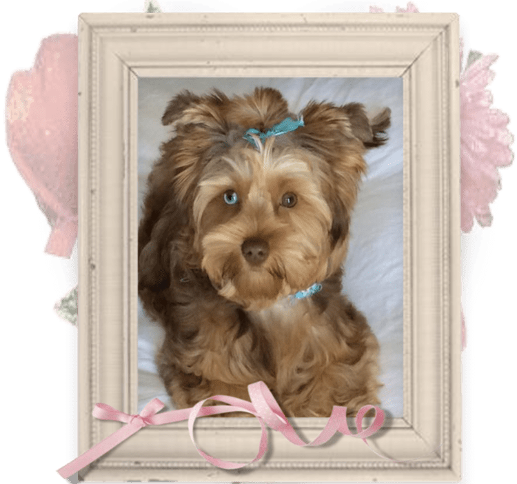 la maison du morkie elevage chien lili-cadre 1-min