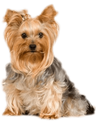 la maison du morkie elevage chien yorkshire accueil 1-min-1
