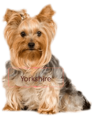 la maison du morkie elevage chien yorkshire accueil 2-min-1